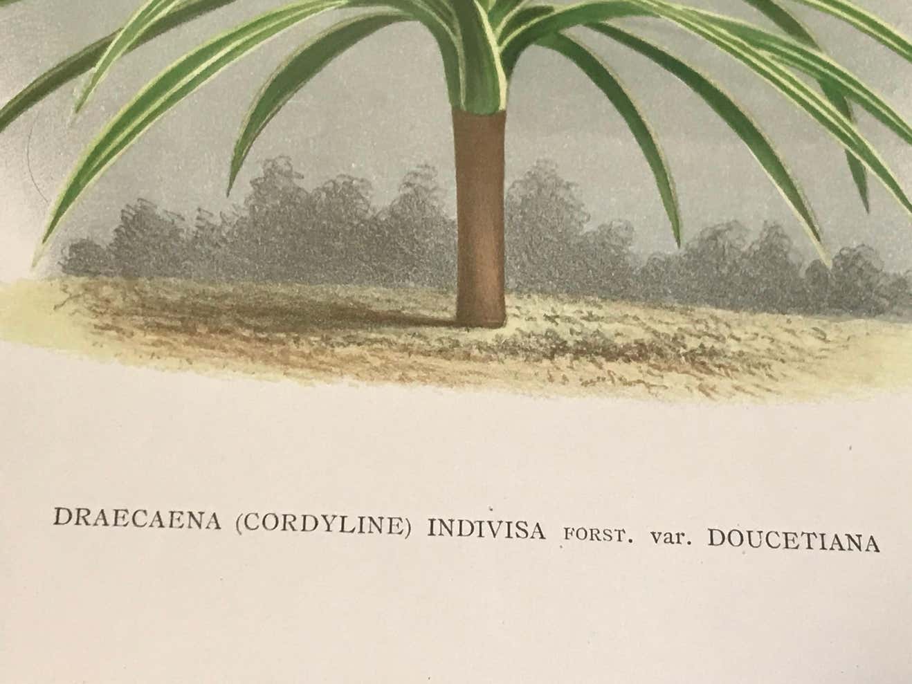 Draecana Plant Lithograph by L'Illustration Horticole, 19th Century