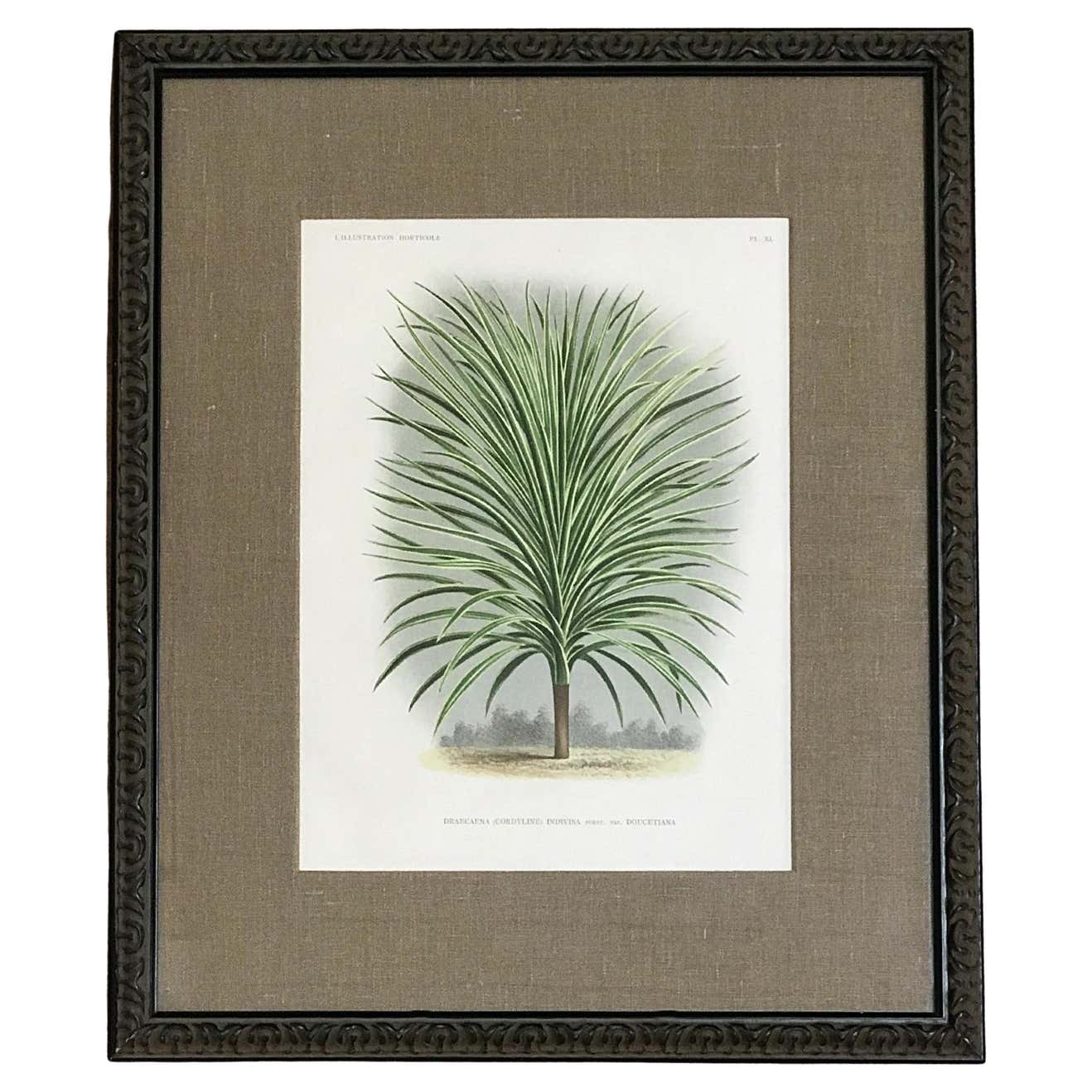 Draecana Plant Lithograph by L'Illustration Horticole, 19th Century